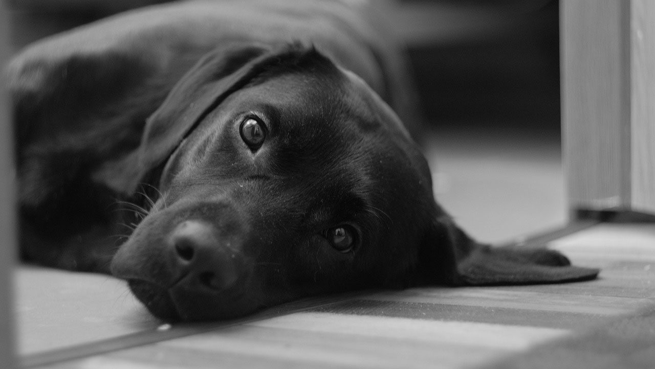 Animal Assisted Therapy
